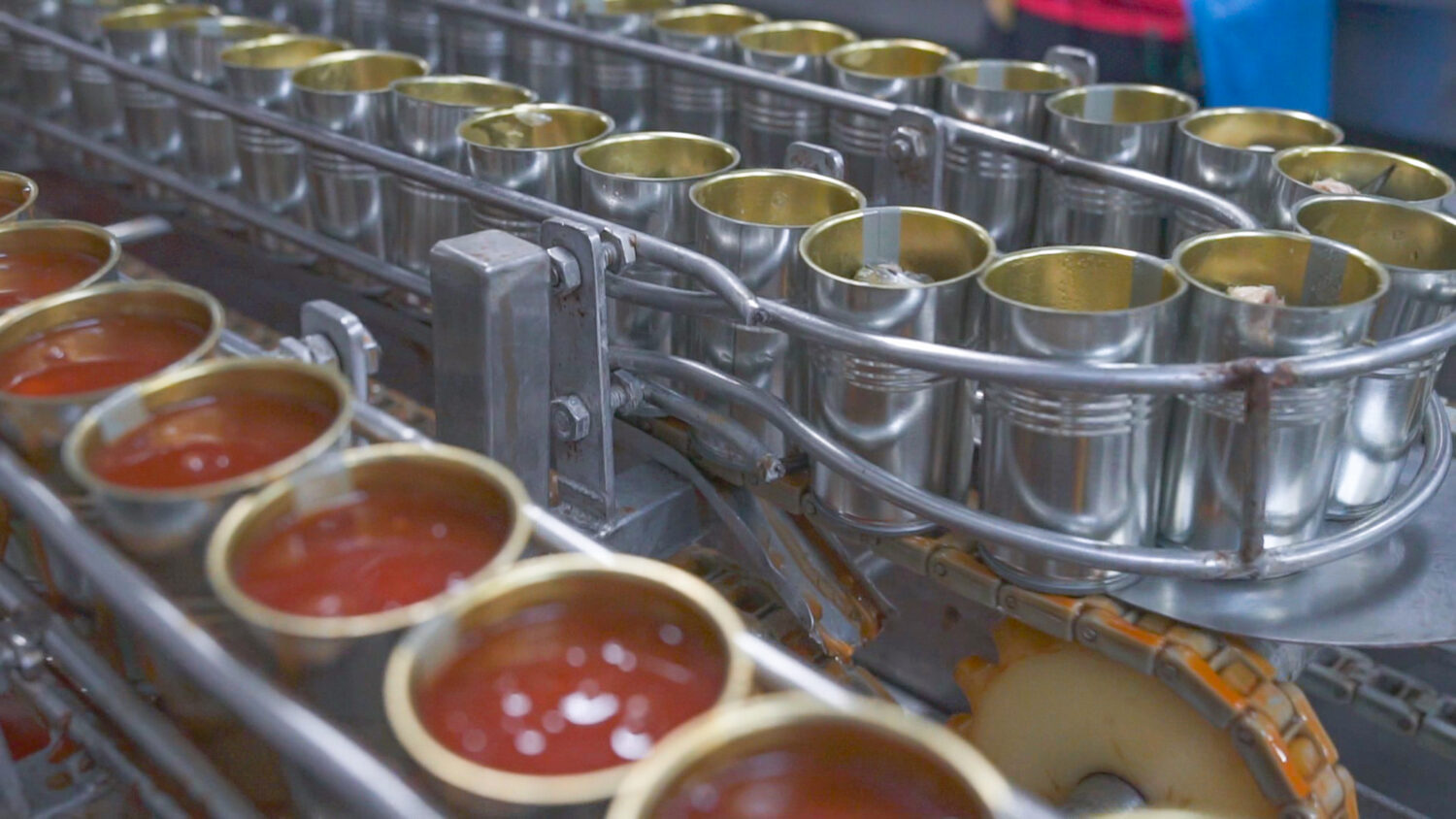 canned-fish-factory-food-industry-many-can-sardines-conveyor-belt-sardines-red-tomato